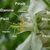 Fleur-de-pommier20151208-4661-8u5wgm